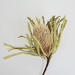 Banksia Mensen white wash stem