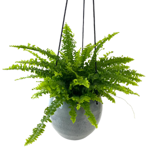 Hanging blue mist Boston fern