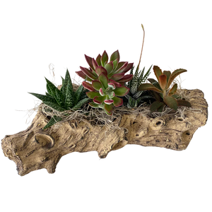 G Giant Fall Succulent Log