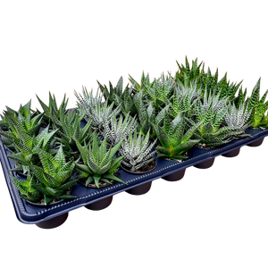 G Assorted Succulents - 2.5"