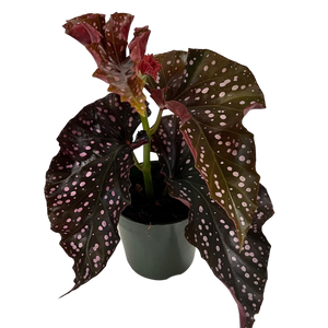 Begonia Cracking Rosie 6 inch