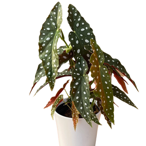 G begonia Maculata 6 inch