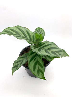 Calathea Flamestar - 3.5"