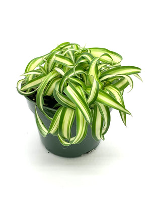 G curly spider plant 4 inch