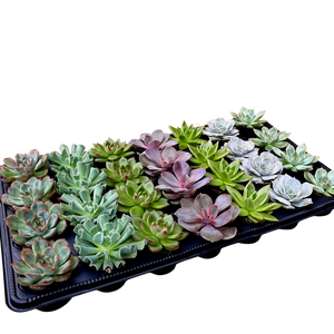 G Assorted Succulents - 2.5"