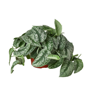 G 4" Scindapsus Pictus Exotica