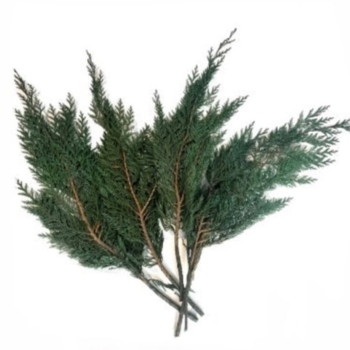 Cedar preserved green branches