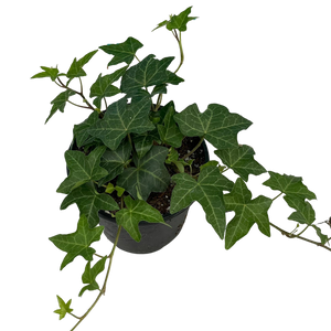 G English Ivy plant 4 inch