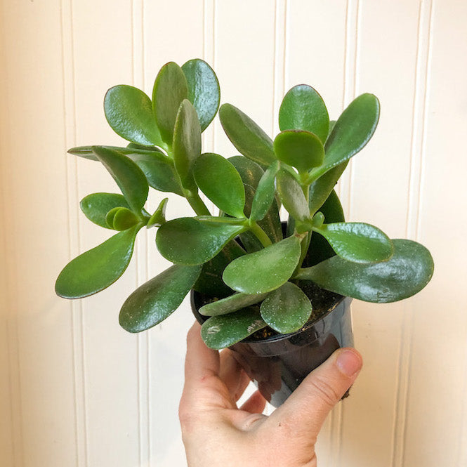 G Jade Plant - 3.5"