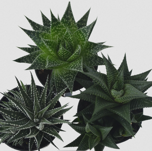 G Assorted Succulents - 3.5"