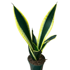 G Sanseveria Superba 4 inch