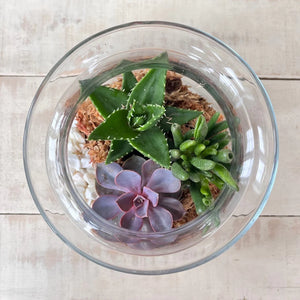 G Succulent Glass Terrarium