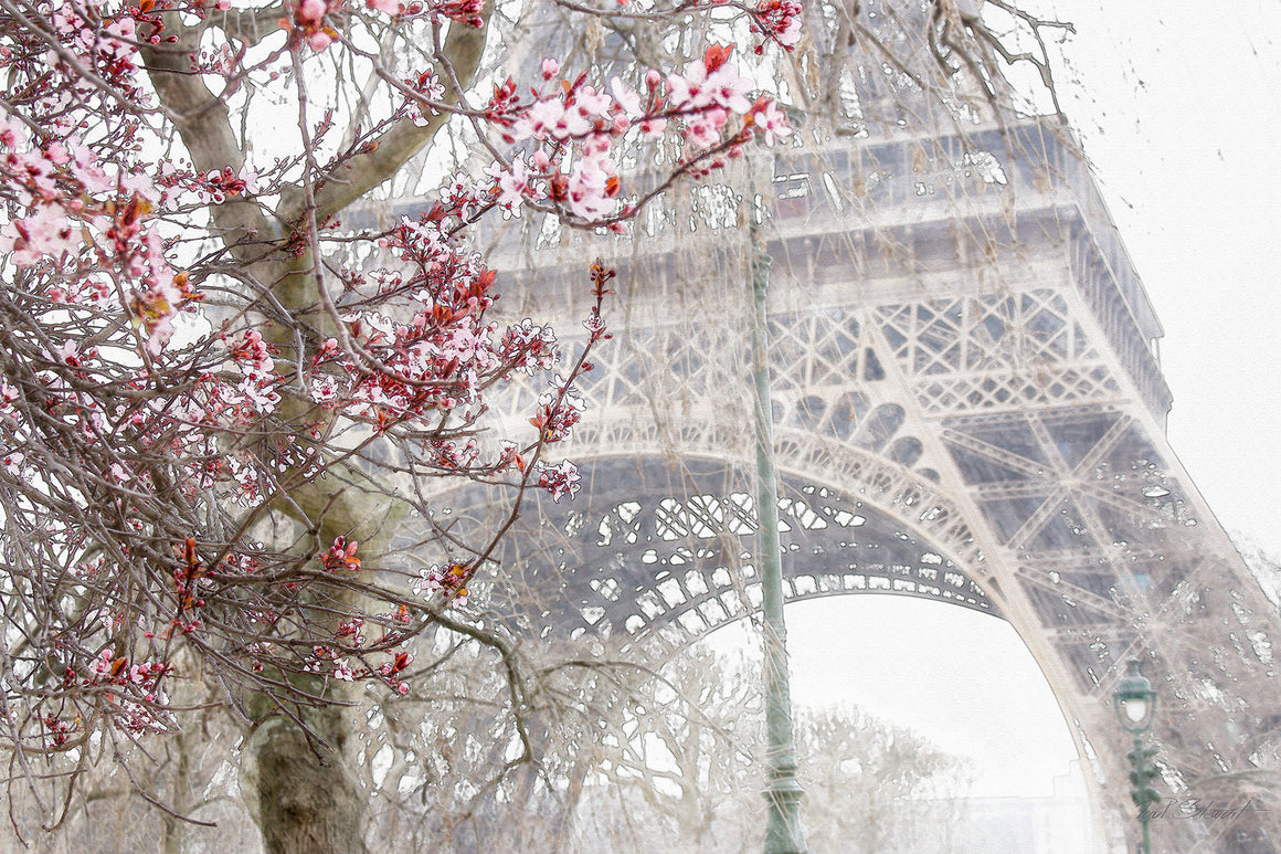 Blossom in Paris 24 X 32 Framed White